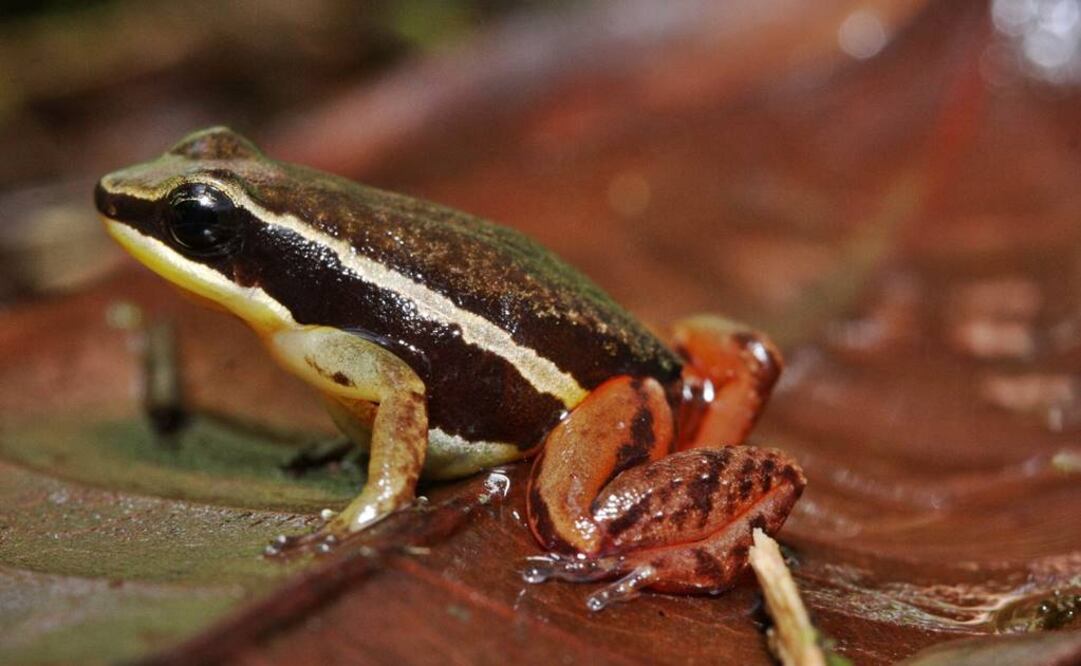 Sapos y ranas para combatir el zika en Argentina