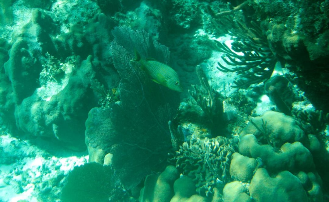 El robot puede estar hasta cuatro horas bajo el mar y las imágenes se pueden ver hasta que la máquina sale del agua. (FOTO: Notimex)