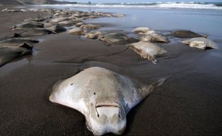 Atlantic stingrays damaged by 2010 oil spill in Gulf of Mexico