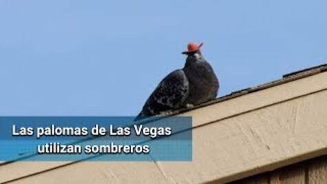 Palomas con sombrero desatan polémica en EU