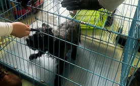 Rescatan al perrito Pulsi tras descarga eléctrica en Línea B; Metro logra reunirlo con su familia