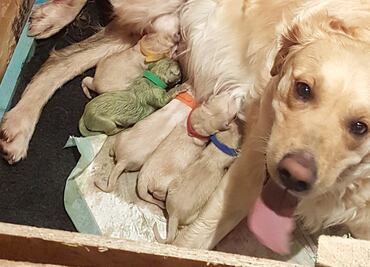 Perra da a luz a un cachorro color verde en Reino Unido