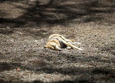 ¿Qué razas de lomitos son más propensos a sufrir un golpe de calor?
