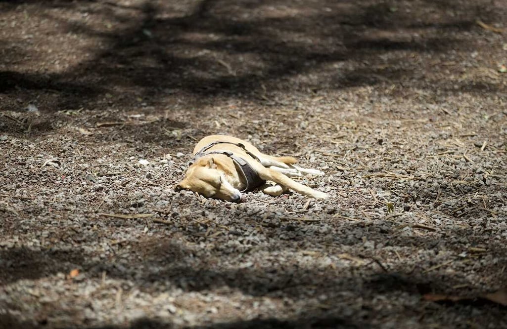 FOTO: Germán Espinosa/EL UNIVERSAL/