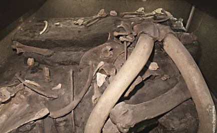 Revelan campamento de cazadores de mamut