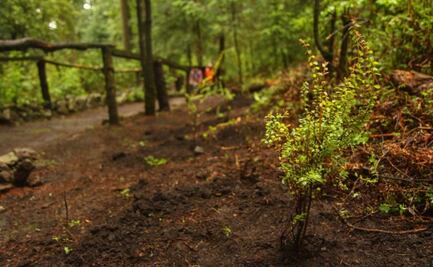 Proponen la creación de Cinturones Verdes en la CDMX