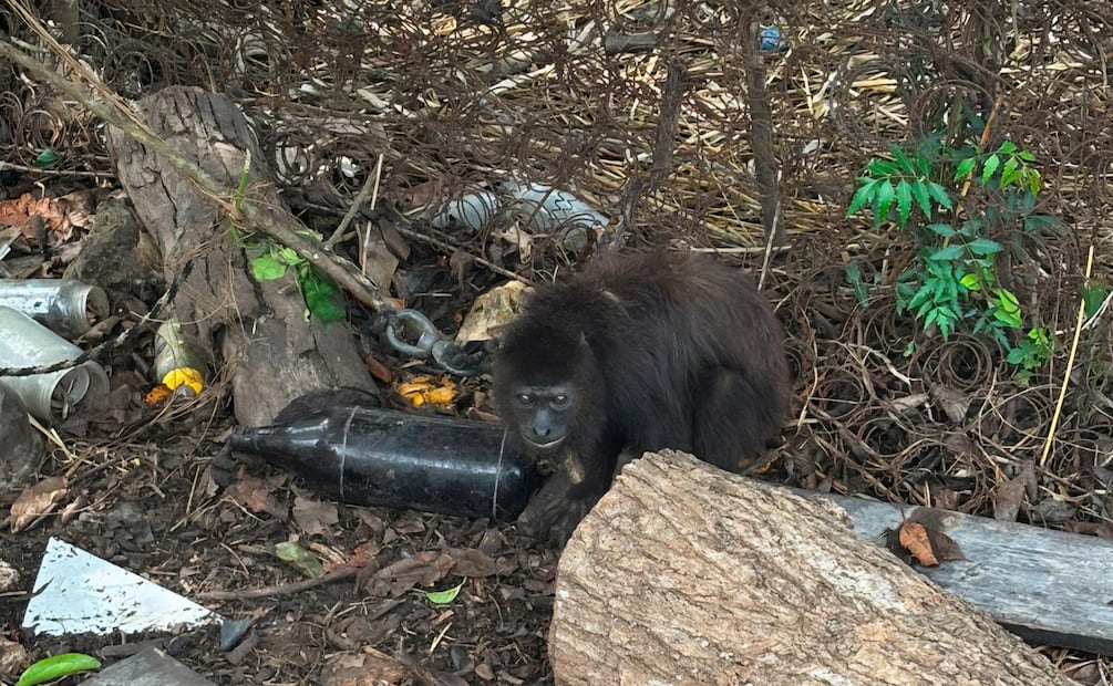 Profepa rescata a mono saraguato en Quintana Roo que estaba en malas condiciones (13/06/2026). Foto: Especial