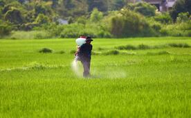Pemex aumenta 21% la producción de fertilizantes; refuerza apuesta por la autosuficiencia alimentaria