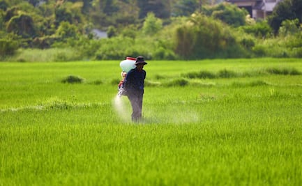 Pemex aumenta 21% la producción de fertilizantes; refuerza apuesta por la autosuficiencia alimentaria