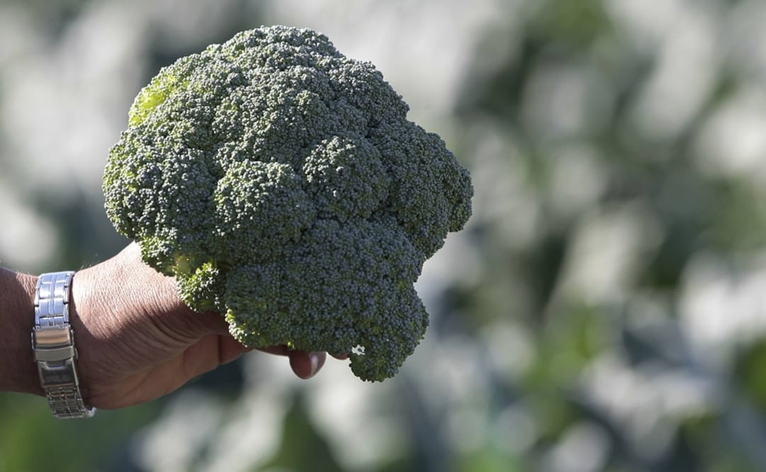 The plants were kept at the same temperature throughout the day, so the crop period was reduced by 50 percent - Photo: Fadi Al-Assad/Reuters