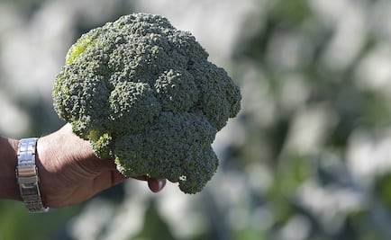 UPBC develops geothermal greenhouses in Mexicali