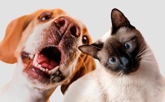 ¿Cada cuánto se debe desparasitar a un perro o gato? Esto debes saber