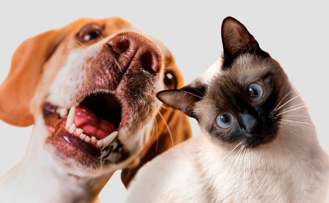 Omega-3 y mascotas. Fuente: Freepik