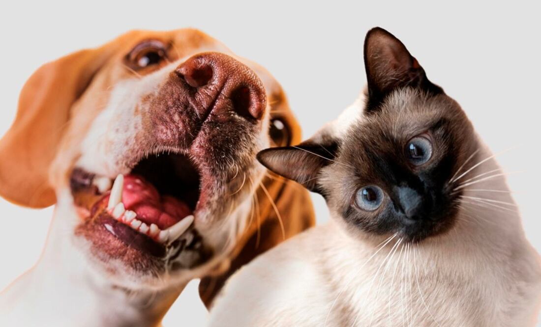 Habrá sanciones para los dueños de mascotas que no cuenten con el RUAC. Fuente: Archivo / El Universal