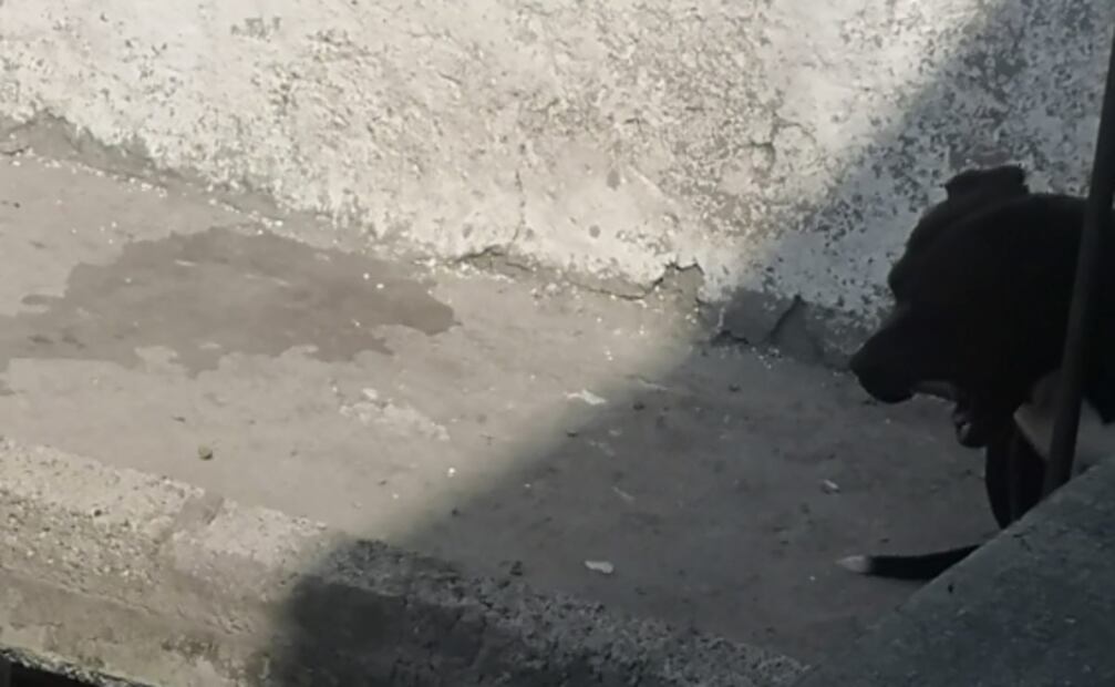 Fiscalía deja encerrados y sin comida a perritos en casas aseguradas; vecinos piden que los rescaten