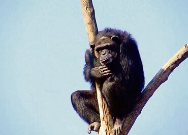 Muere "Tamba", el chimpancé del zoológico de Aragón