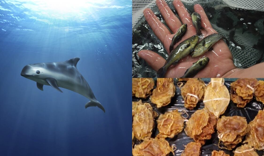 Vaquita porpoise - Photo:File photo/EL UNIVERSAL (left), cultivated totoaba - Photo:Elisabeth Ramírez/EL UNIVERSAL (top-right corner), and dry totoaba - Photo:Notimex (bottom-right corner)