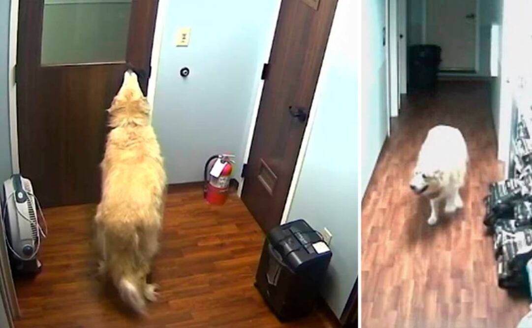 Video. Perro abre puertas y escapa de una veterinaria