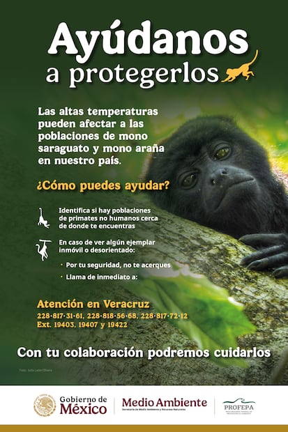 Activan protocolo de atención a monos mexicanos por altas temperaturas en México (16/05/2026). Foto: Especial