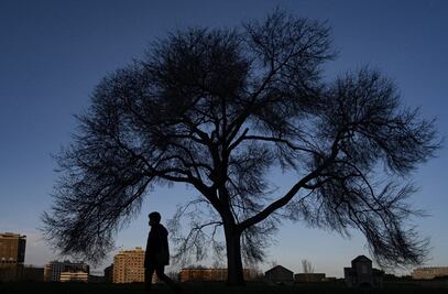 Aún faltan más de 9 mil especies de árboles por descubrir: expertos