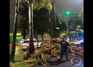 Fuertes lluvias provocan la caída de ramas de una palmera en la GAM; causa obstrucción vehicular
