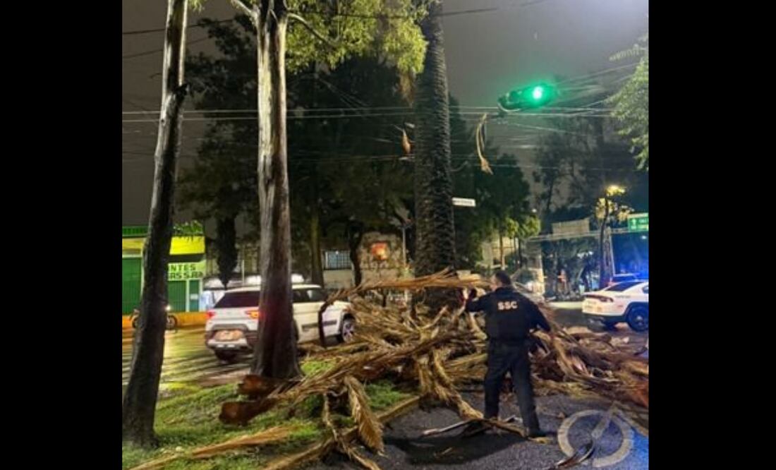 Intensas lluvias derriban algunas ramas de una palmera en la colonia Industrial de la alcaldía Gustavo A. Madero en la CDMX (12/06/2025). Foto: Especial