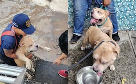 Rescatan a siete perros de incendio en vivienda del puerto de Veracruz; uno presentó quemaduras 