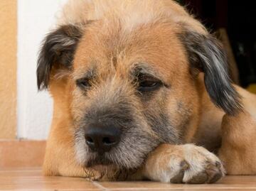 Localizan a 6 cachorros sin vida y con quemaduras en Puebla; defensores de animales piden justicia