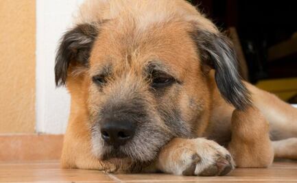 Localizan a 6 cachorros sin vida y con quemaduras en Puebla; defensores de animales piden justicia