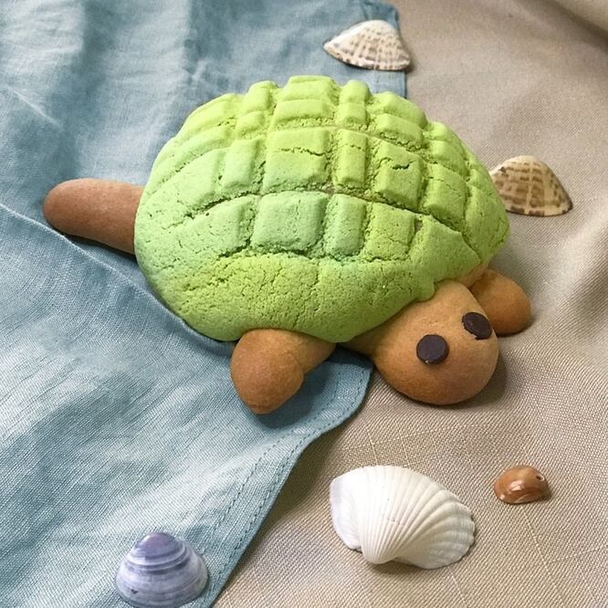 Las conchas en forma de tortuga causan furor en redes sociales / Foto: Instagram