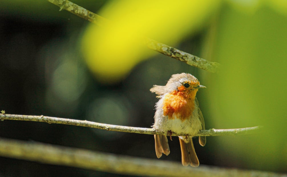 Los árboles, las plantas y los arbustos de tu jardín brindan refugio y alimento a los pajaritos que lo frecuentan. Foto: Canva