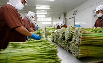 Empresa obtiene licencia para modificar alimentos con tijera molecular