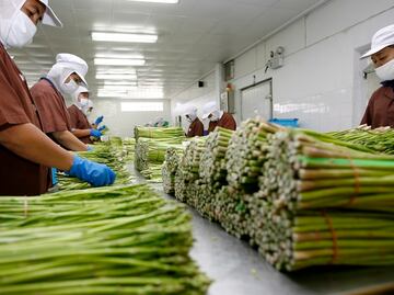 Empresa obtiene licencia para modificar alimentos con tijera molecular