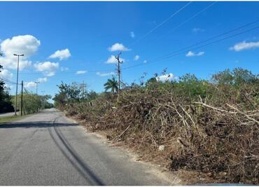 Acusan a CFE en Yucatán de corte masivo de árboles; señalan interrupción del internet y afectación en vialidades
