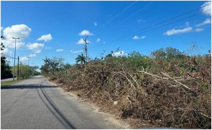 Acusan a CFE en Yucatán de corte masivo de árboles; señalan interrupción del internet y afectación en vialidades