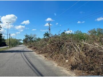 Acusan a CFE en Yucatán de corte masivo de árboles; señalan interrupción del internet y afectación en vialidades