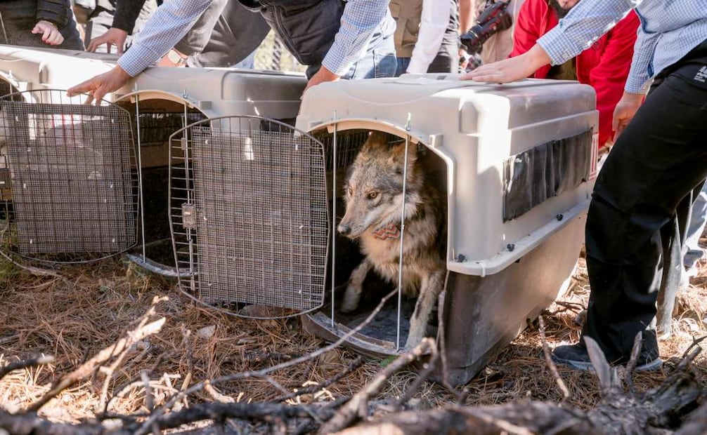 El miércoles 25 de marzo de 2026 llegó una segunda manada de lobo mexicano a la Sierra Madre Occidental de Durango para su próxima reintroducción a la vida silvestre. Foto: Semarnat