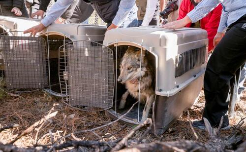 El miércoles 25 de marzo de 2026 llegó una segunda manada de lobo mexicano a la Sierra Madre Occidental de Durango para su próxima reintroducción a la vida silvestre. Foto: Semarnat