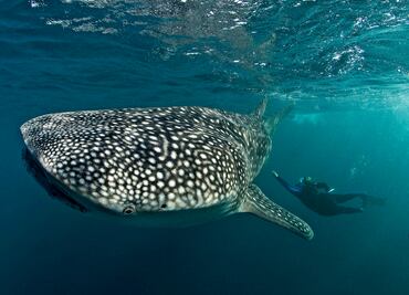Celebran al pez más grande del planeta