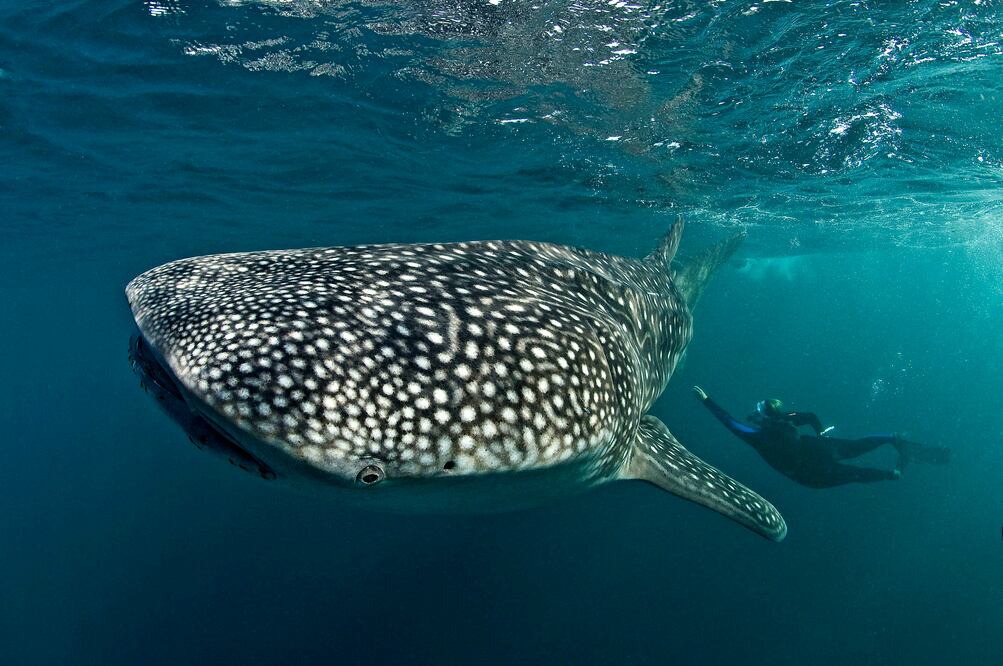 Se han encontrado ejemplares de 20 metros de largo. (Foto: Warren Baverstock/Xinhua)