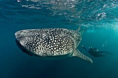 Celebran al pez más grande del planeta