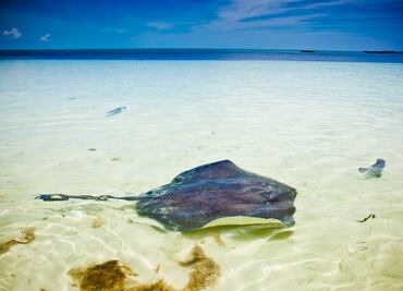 90 especies marítimas en peligro crítico, según la lista roja de la Unión Internacional para la Conservación de la Naturaleza