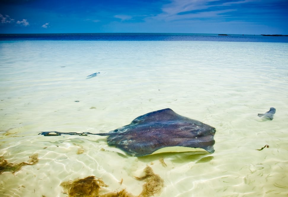 Foto: El Universal, archivo