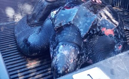 Descubren tortuga gigante de 300 kilos en Sinaloa