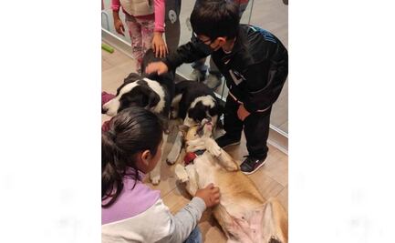 ¡Un michi o un lomito! Asociación dará en adopción a más de 40 animales en situación de calle en Toluca