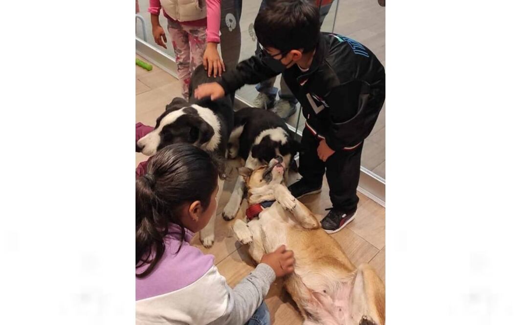 Asociación Pocas Pulgas promueve una campaña de adopción de 29 perros y 24 gatos en situación de calle. Foto: Especial