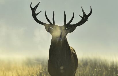 El ciervo rojo "adelanta" su parto debido al cambio climático