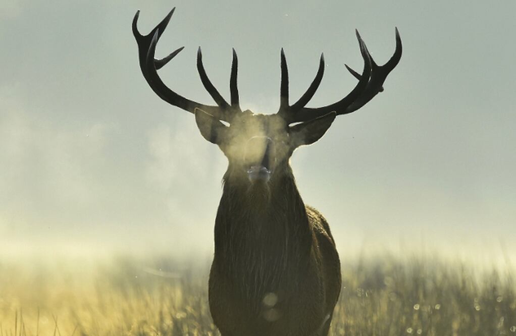 Imagen ilustrativa de un ciervo rojo. Foto: Agencias