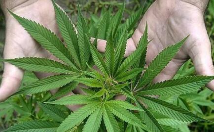 A look at marijuana laws around the globe 