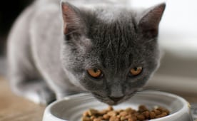 ¿Qué alimentos húmedos para gatos incumplen la ley según Profeco? Aquí te lo contamos